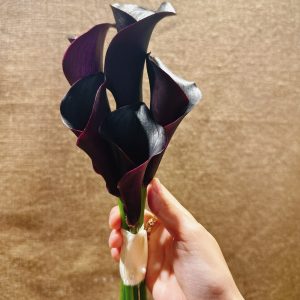 Hoa cưới calla lily đen