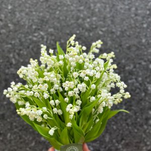 hoa cưới linh lan