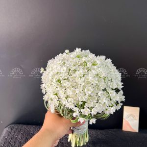 Hoa Cưới Allium Trắng Hà Lan A154