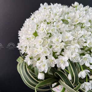 Hoa Cưới Allium Trắng Hà Lan A154