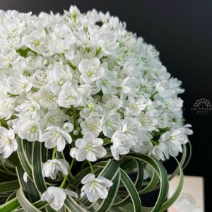 Hoa Cưới Allium Trắng Hà Lan A154
