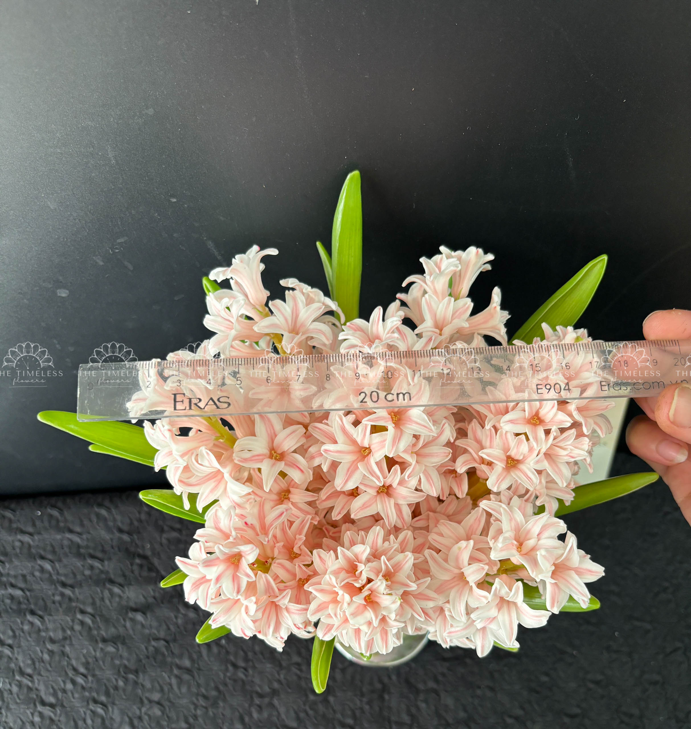 Hoa Cưới 8 Dạ Lan Hương Nhuộm Hồng A156