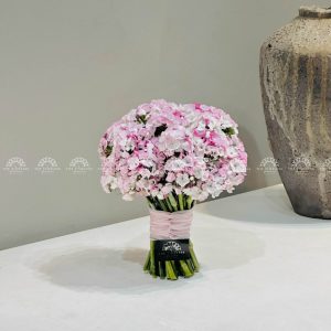 Hoa cưới Cẩm chướng Sweet William Hồng Hà Lan H011