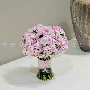 Hoa cưới Cẩm chướng Sweet William Hồng Hà Lan H011