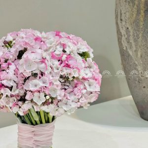 Hoa cưới Cẩm chướng Sweet William Hồng Hà Lan H011