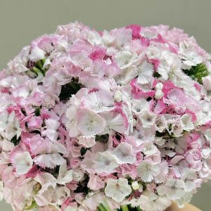 Hoa cưới Cẩm chướng Sweet William Hồng Hà Lan H011