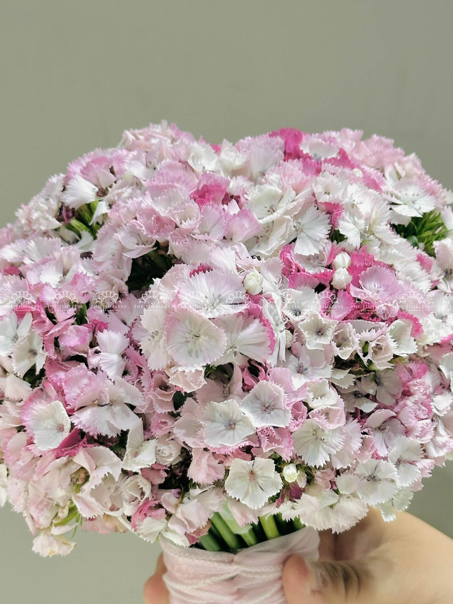 Hoa cưới Cẩm chướng Sweet William Hồng Hà Lan H011