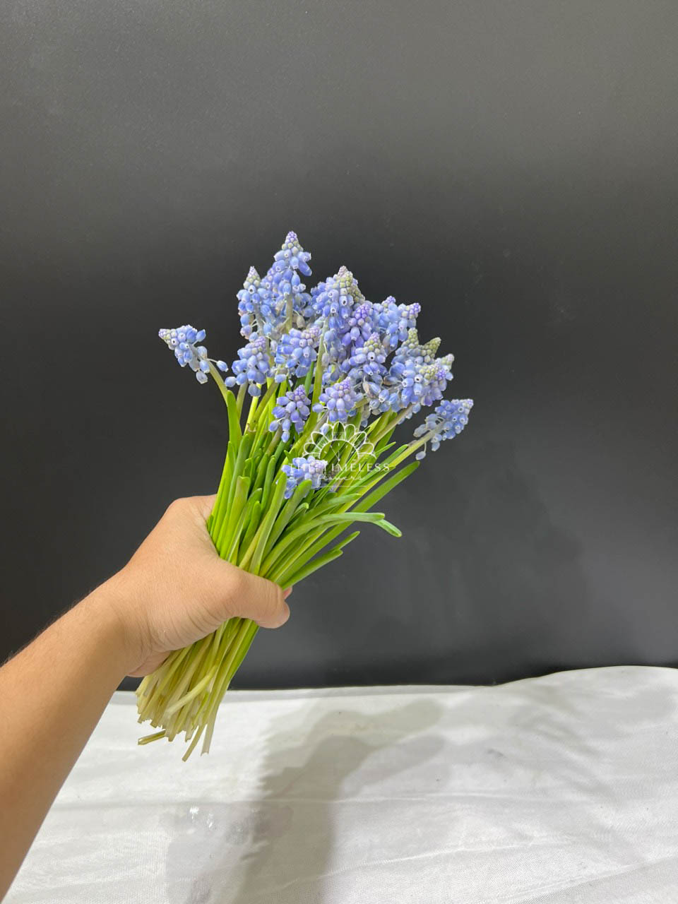 Hoa Cưới 29 cành Muscari Hà Lan - Hoa chuông xanh A322