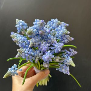 Hoa Cưới 29 cành Muscari Hà Lan - Hoa chuông xanh A321