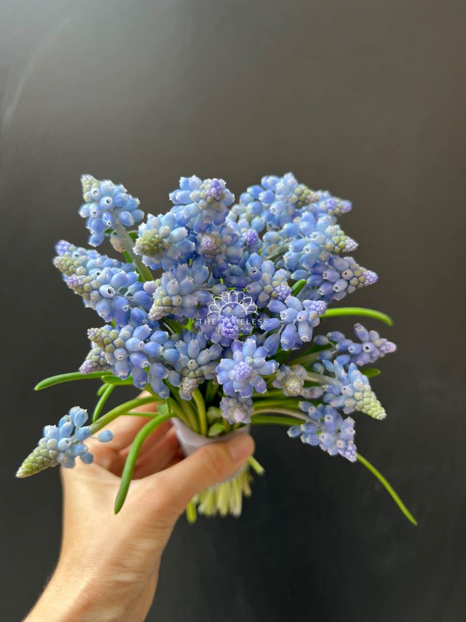 Hoa Cưới 29 cành Muscari Hà Lan - Hoa chuông xanh A321