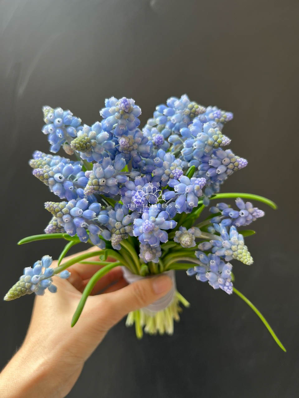 Hoa Cưới 29 cành Muscari Hà Lan - Hoa chuông xanh A321