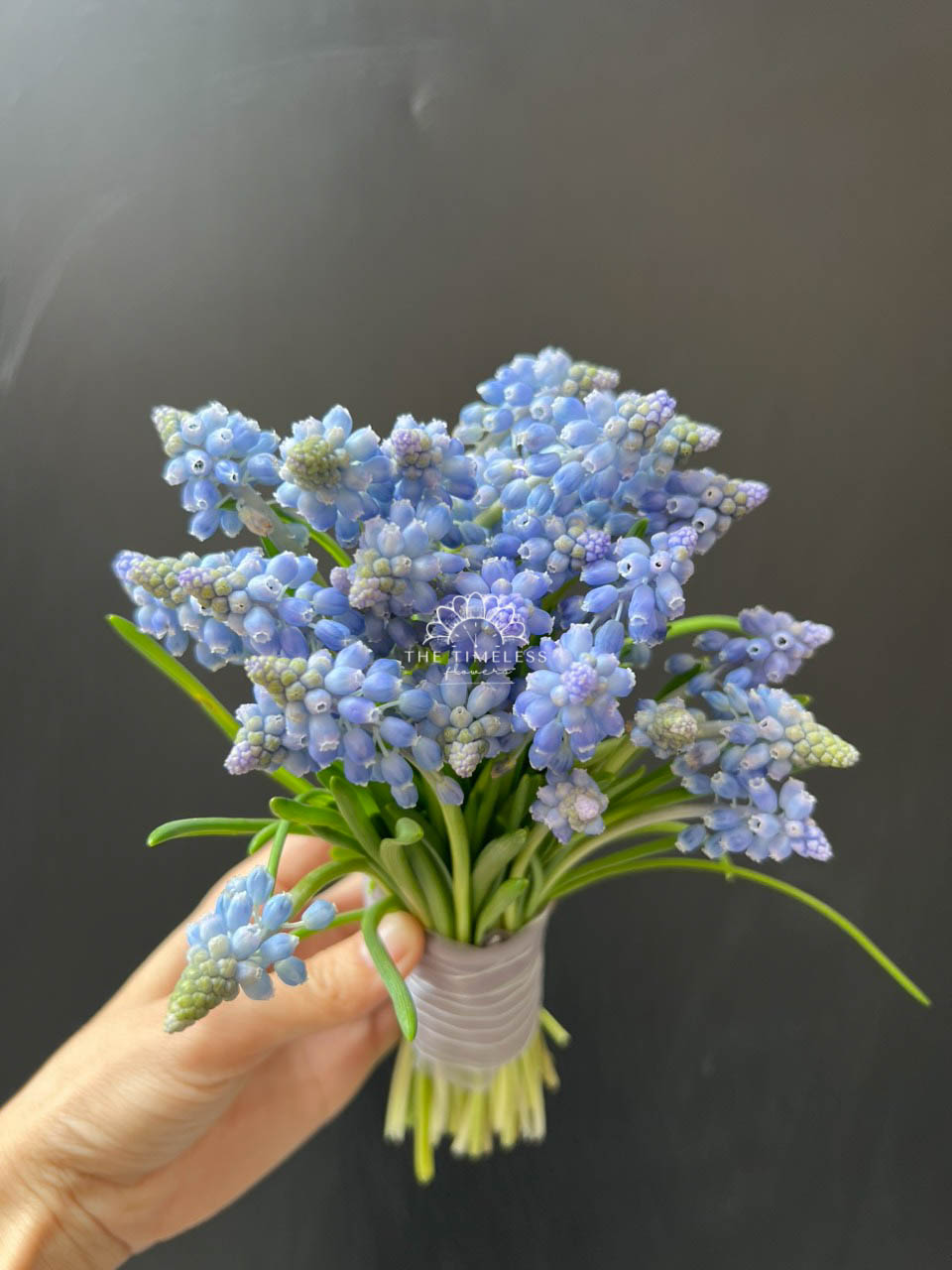 Hoa Cưới 29 cành Muscari Hà Lan - Hoa chuông xanh A321