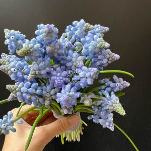 Hoa Cưới 29 cành Muscari Hà Lan - Hoa chuông xanh A321