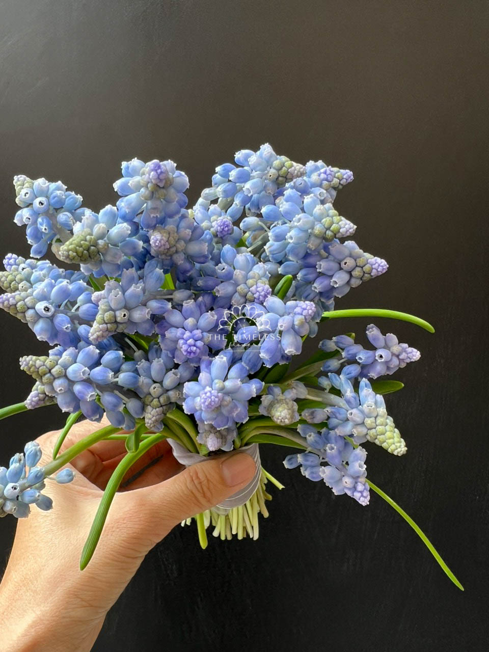Hoa Cưới 29 cành Muscari Hà Lan - Hoa chuông xanh A321