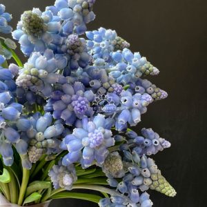 Hoa Cưới 29 cành Muscari Hà Lan - Hoa chuông xanh A321