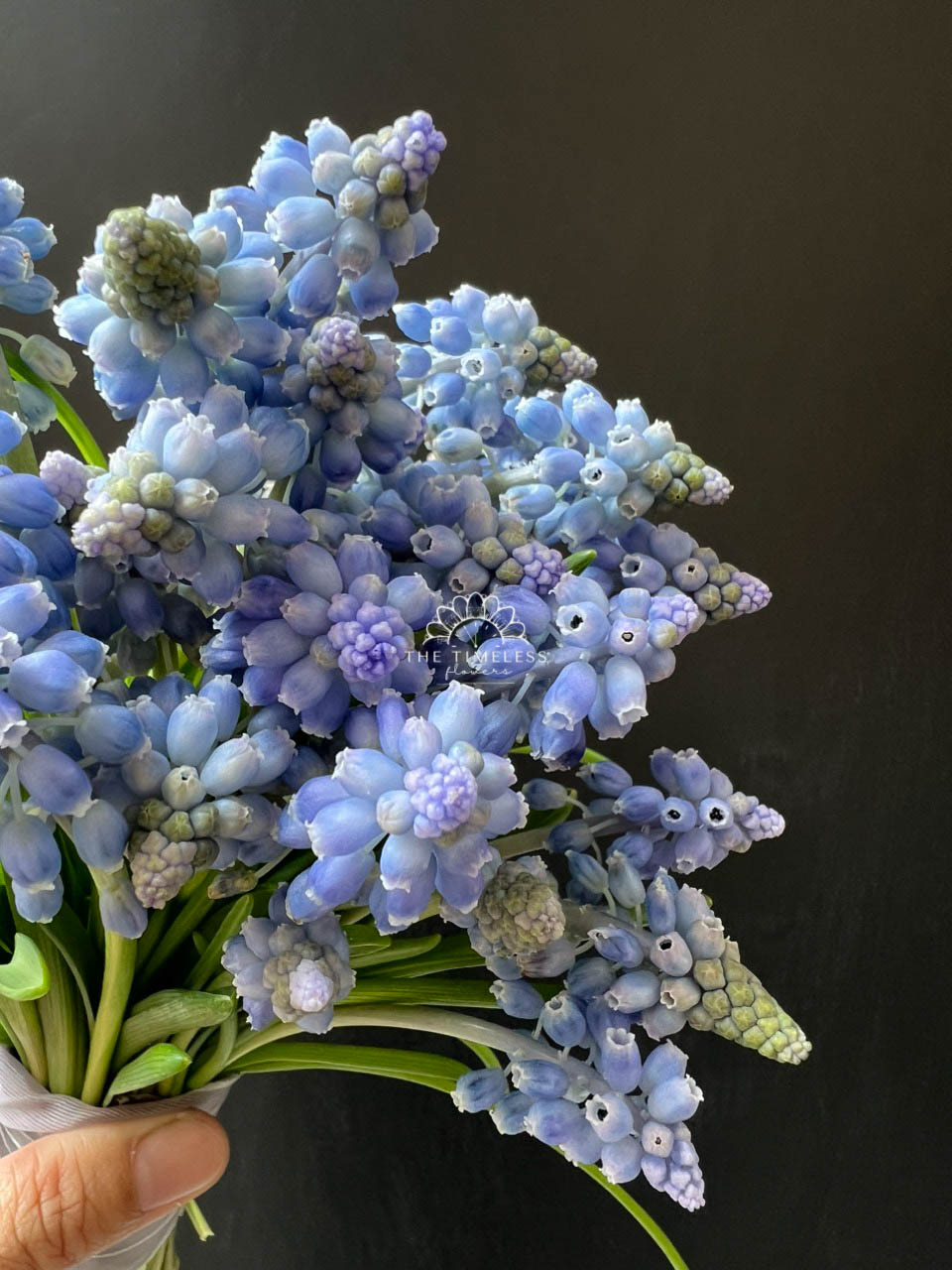 Hoa Cưới 29 cành Muscari Hà Lan - Hoa chuông xanh A321