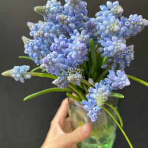 Hoa Cưới 29 cành Muscari Hà Lan - Hoa chuông xanh A321