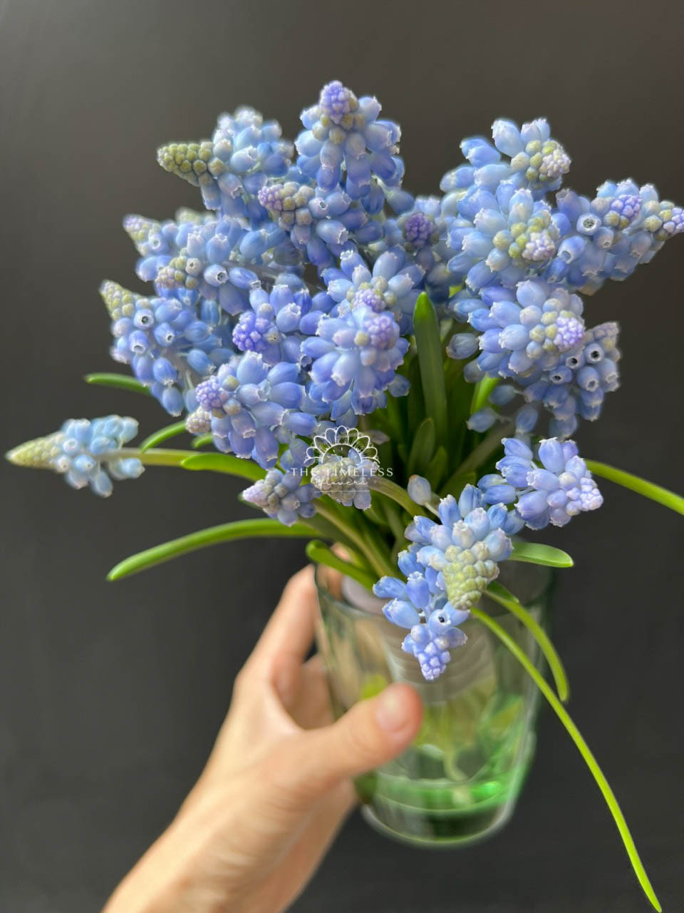 Hoa Cưới 29 cành Muscari Hà Lan - Hoa chuông xanh A321