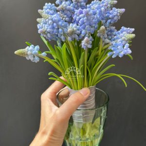 Hoa Cưới 29 cành Muscari Hà Lan - Hoa chuông xanh A321
