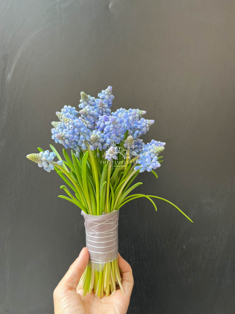 Hoa Cưới 29 cành Muscari Hà Lan - Hoa chuông xanh A321