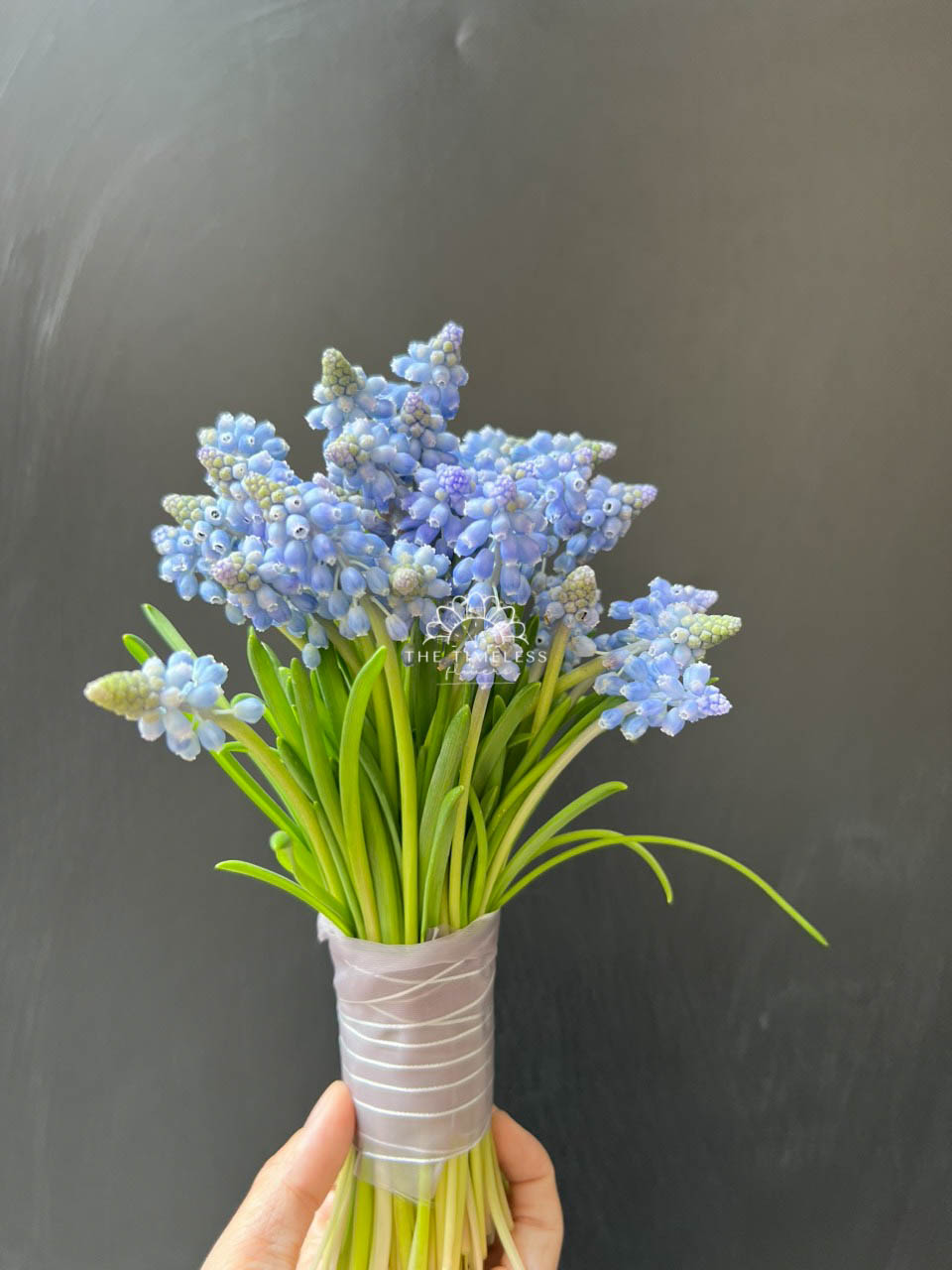 Hoa Cưới 29 cành Muscari Hà Lan - Hoa chuông xanh A321